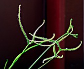 DROSERA BINATA