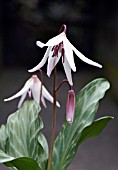 ERYTHRONIUM ARDOVIE BLISS