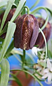 FRITILLARIA CANMORE PARK