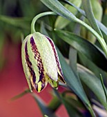 FRITILLARIA HERMONIS AMANA