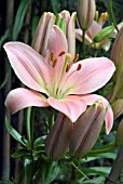 LILIUM COTE DAZUR (LILY)