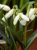 GALANTHUS KATH DRYDEN