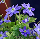 HEPATICA MILLSTREAM MERLIN