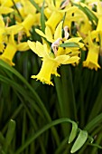 NARCISSUS BETTY MAE