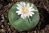 LOPHOPHORA WILLIAMSII (DUMPLING CACTUS)