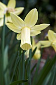 NARCISSUS LEMON SILK