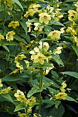 LYSIMACHIA CILIATA (FRINGED LOOSESTRIFE)