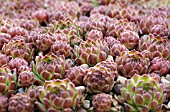 SEMPERVIVUM RUTHENICUM