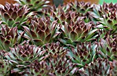 SEMPERVIVUM CALCAREUM MRS GIUSEPPI