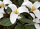 TRILLIUM NIVALE