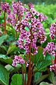 BERGENIA PUGSLEYS PINK