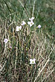 CARDAMINE PRATENSIS