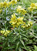 FRITILLARIA CAMSCHATCENSIS AUREA