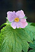 GLAUCIDIUM PALMATUM