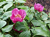 PAEONIA MASCULA SUBSPECIES MASCULA