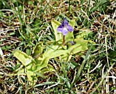 PINGUICULA VULGARIS