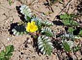 POTENTILLA ANSERINA