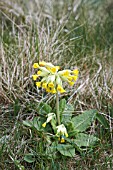 PRIMULA VERIS