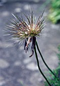 PULSATILLA VULGARIS PAPAGENO