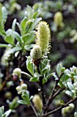 SALIX LANATA