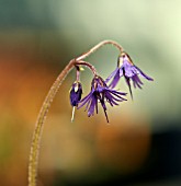 SOLDANELLA VILLOSA