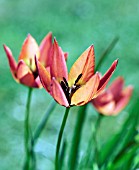 TULIPA LITTLE PRINCESS