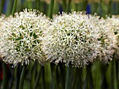 ALLIUM MOUNT EVEREST