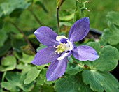 AQUILEGIA FLABELLATA CAMEO BLUE AND WHITE