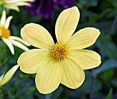 DAHLIA HEADLIGHT