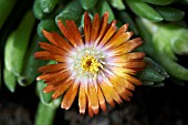 DELOSPERMA JEWEL OF DESERT TOPAZ