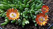 DELOSPERMA JEWEL OF DESERT TOPAZ