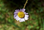 ERIGERON COMPOSITUS DISCOIDEUS