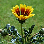 GAZANIA TIGER STRIPES