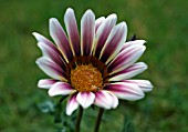 GAZANIA TIGER STRIPES