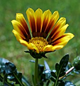 GAZANIA TIGER STRIPES