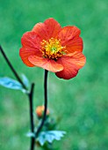 GEUM BORISII QUEEN OF ORANGE