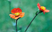 GEUM BORISII QUEEN OF ORANGE