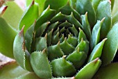 SEMPERVIVUM TECTORUM (HOUSELEEK)