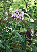 HESPERIS MATRONALIS