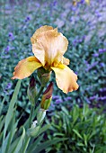 IRIS ROCKET