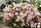 LEWISIA COTYLEDON