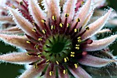 SEMPERVIVUM TECTORUM (HOUSELEEK)