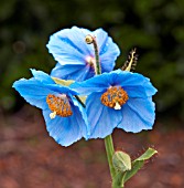 MECONOPSIS LINGHOLM