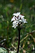 MENYANTHES TRIFOLIATA