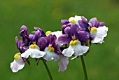 NEMESIA BLUEBERRY RIPPLE