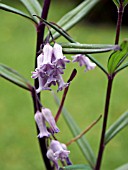 POLYGONATUM VERTICILLATUM RUBRUM