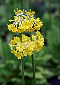 PRIMULA PROLIFERA