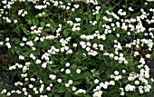 RANUNCULUS ACONITIFOLIUS FLORE PLENO