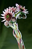 SEMPERVIVUM TECTORUM (HOUSELEEK)