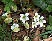 SAXIFRAGA GRANULATA